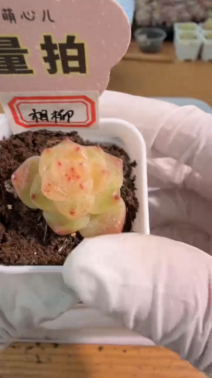 相柳四方一盆 单双混 量拍混发