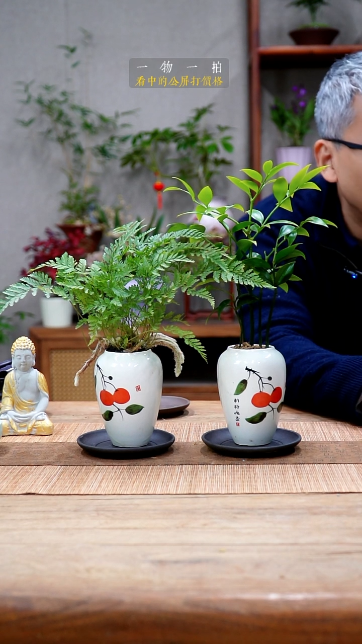 完全开放夏**夏狼尾蕨+竹柏475