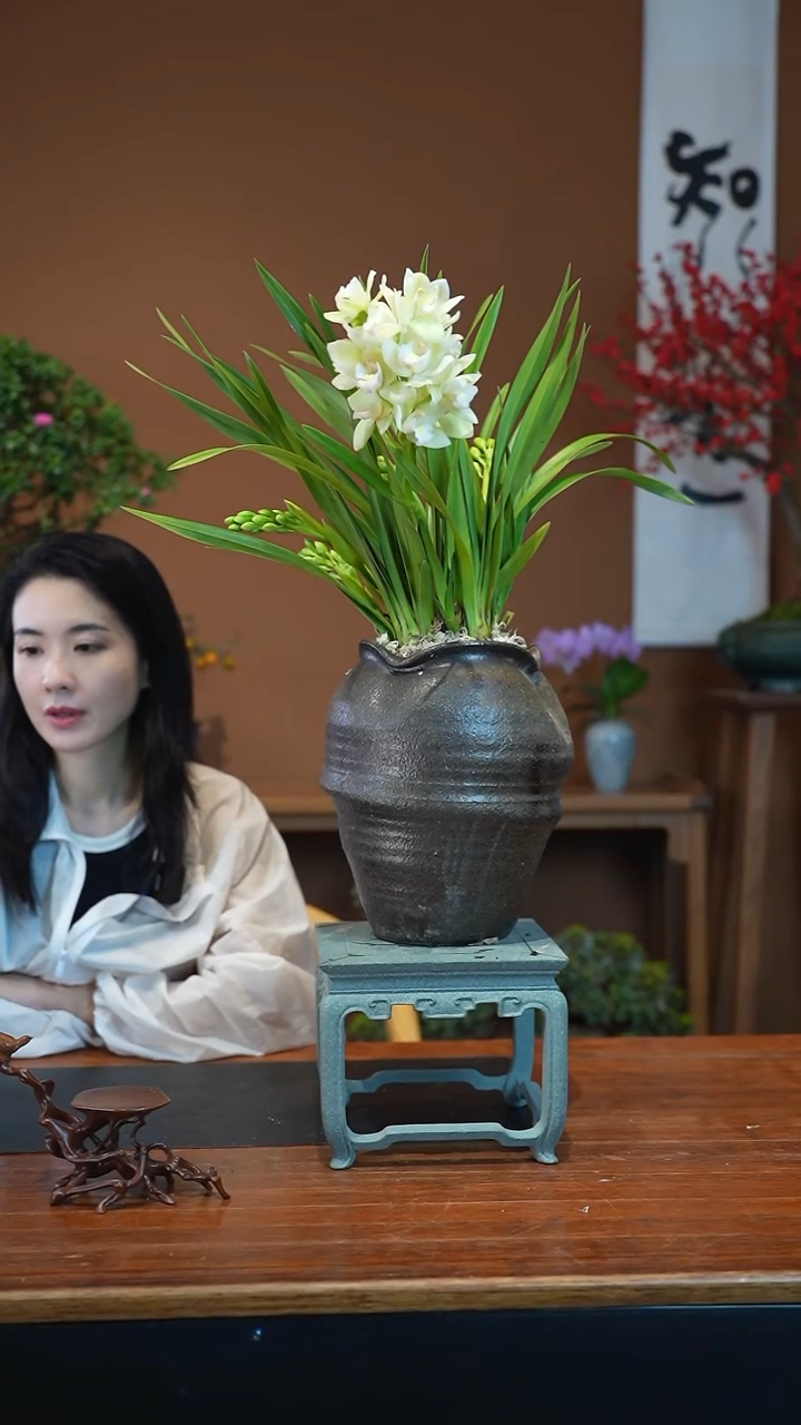 全部花朵白玉香兰盆景盆景盆景