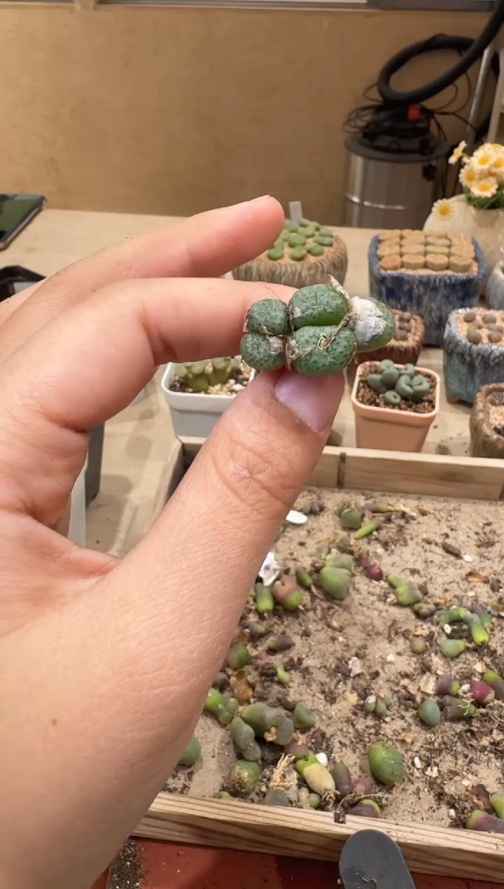 30-105多肉植物肉锥