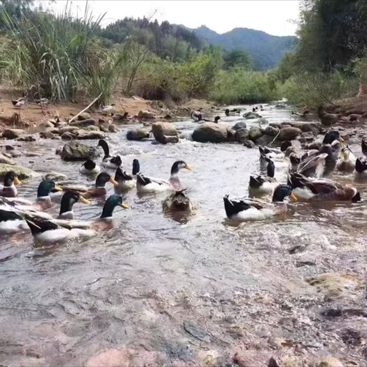 湖北广水农家散养土鸭子