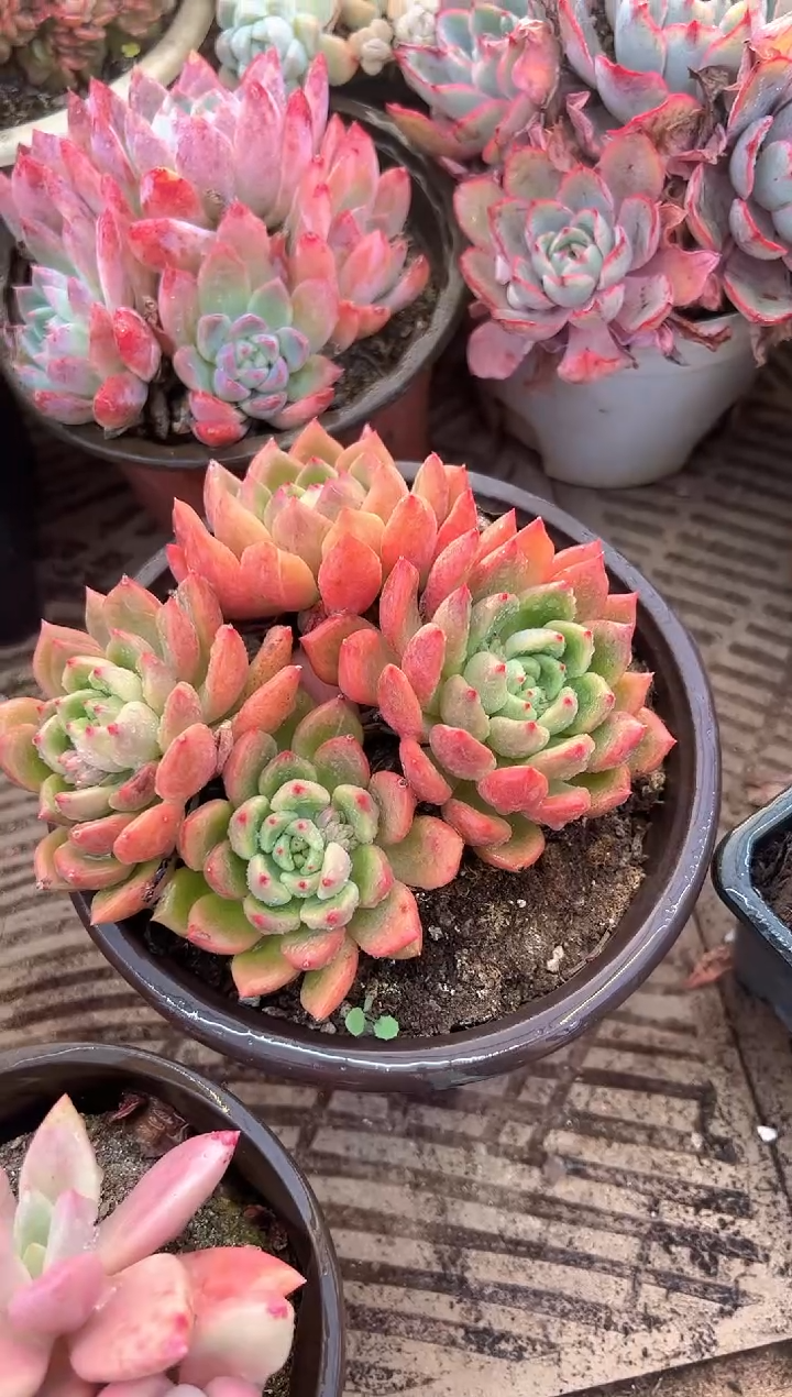 燕*?多肉植物一物一拍10316