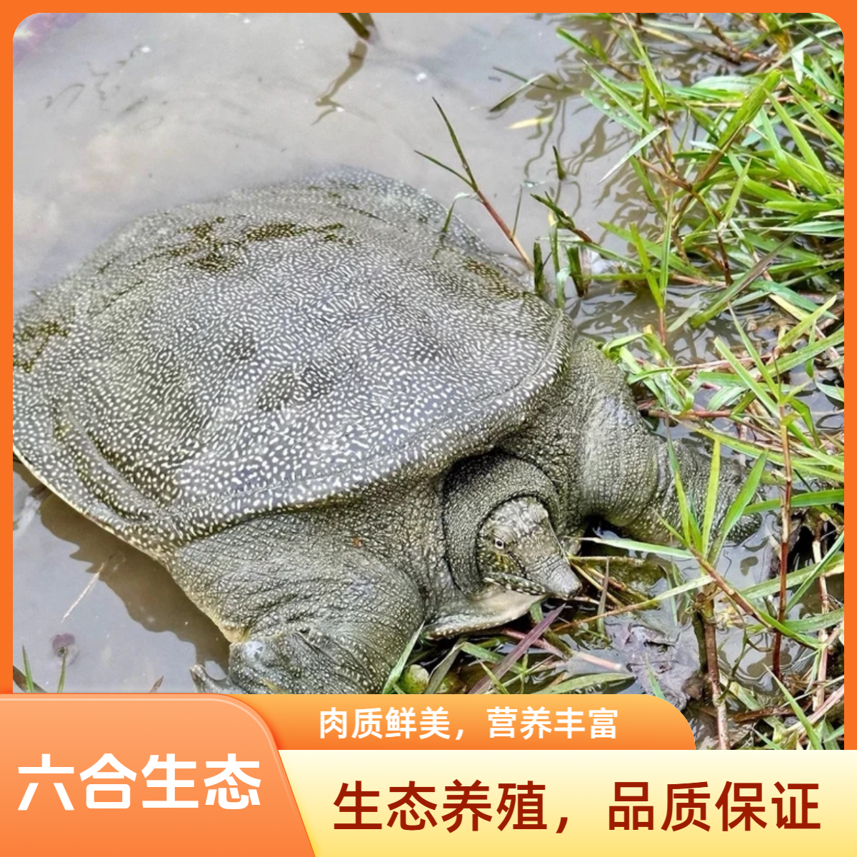 生态放养甲鱼两只共4-5斤中华鳖生猛团鱼水鱼老鳖顺丰冷链到家