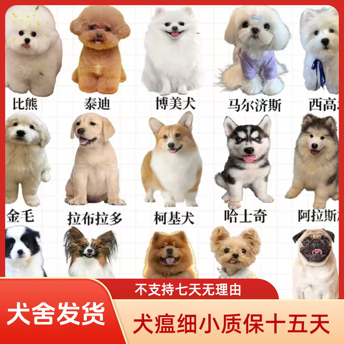 【程豪犬舍】全品类宠物狗狗泰迪比熊金毛边牧等活体售卖