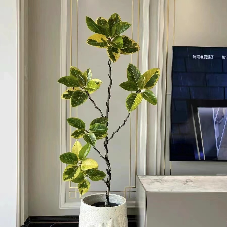 唯有花事—黄金榕富贵榕落地大型绿植好养耐养净化空气客厅办公室