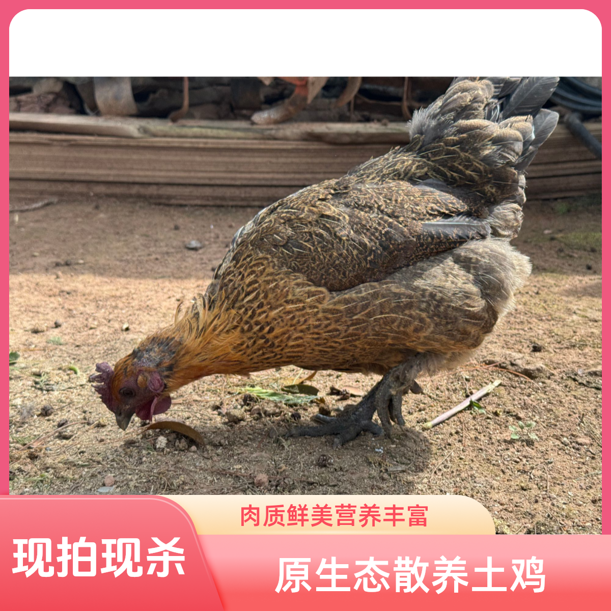 正宗农村纯散养纯粮食喂养土鸡