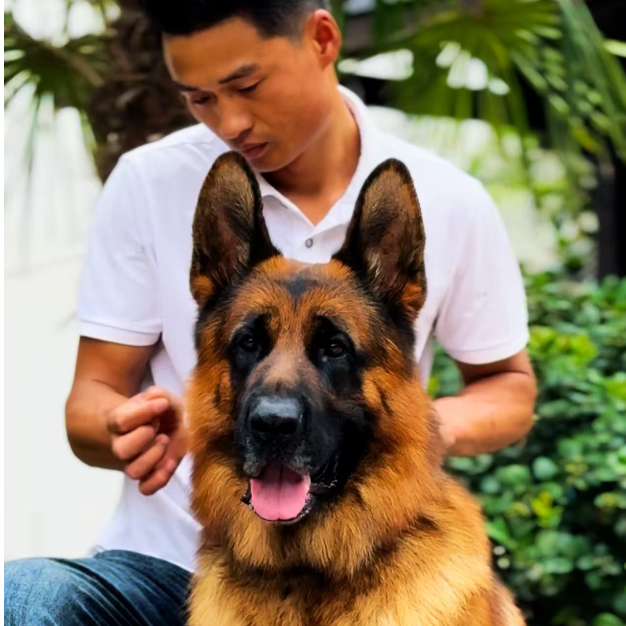 [CSV沐柠德牧俱乐部] 精品德牧犬幼体宠物狗狗