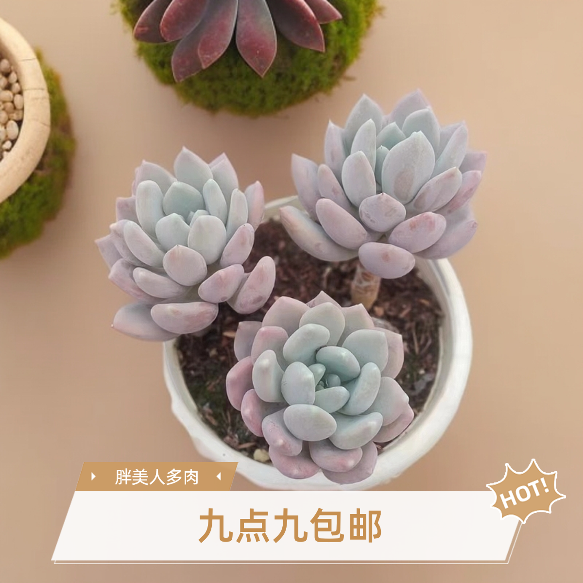 胖美人多肉（九点九包邮） 以直播间实物为准                     