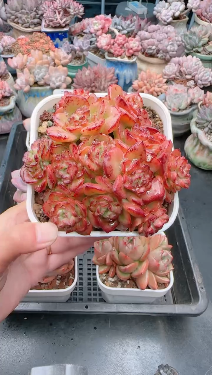 【闪购商品】1308.