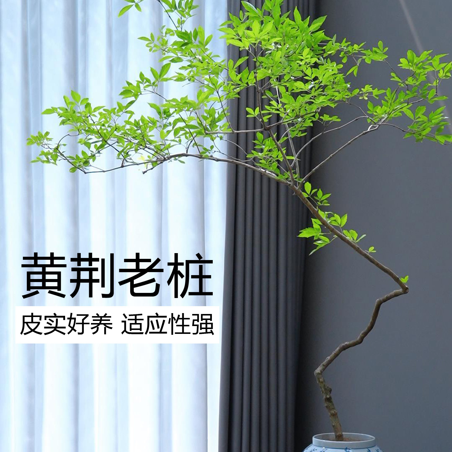 [时光植记]黄荆-精品熟桩禅意风绿植盆栽