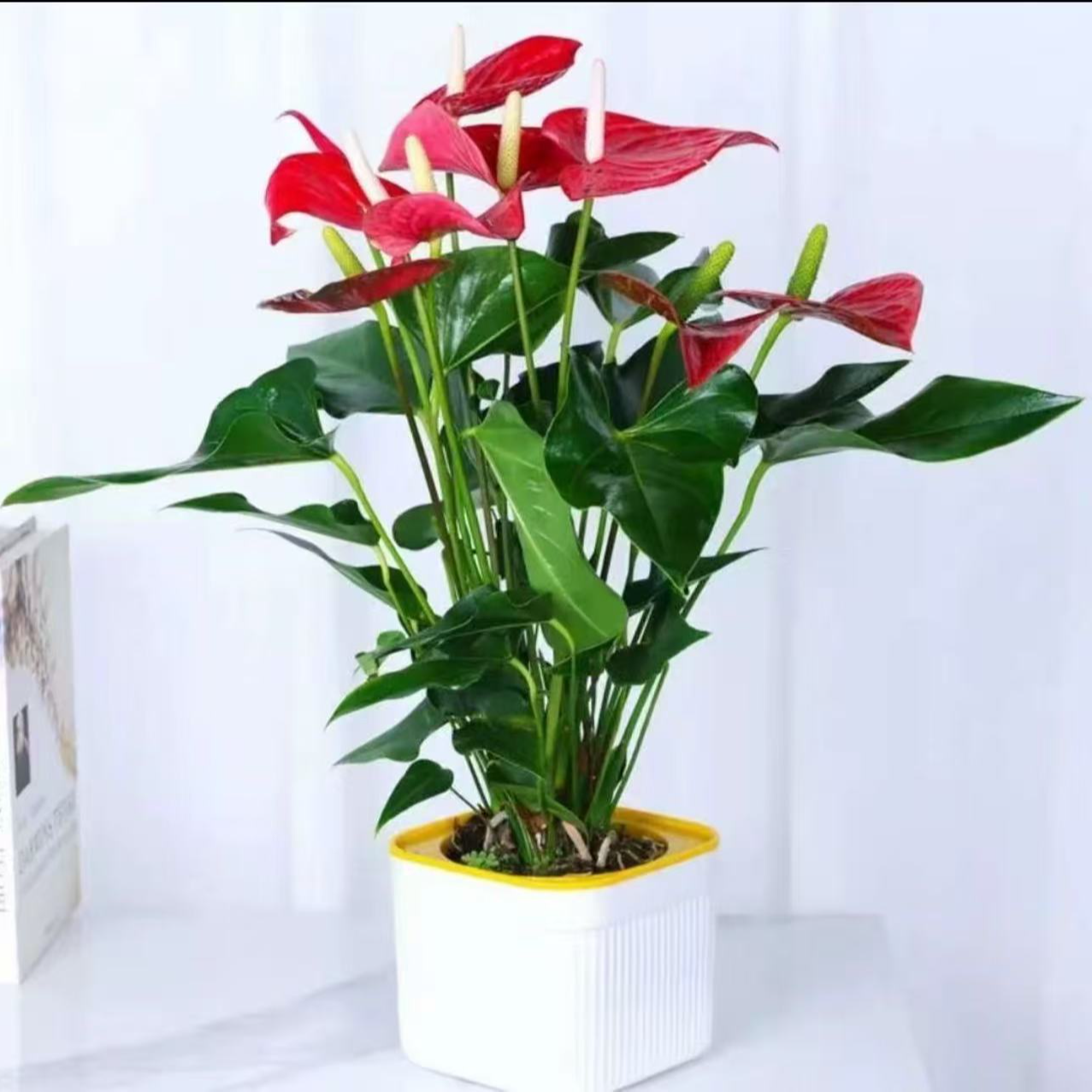 {A级精品不拆盆}室内四季开花红掌盆栽水培绿植办公室净化空气