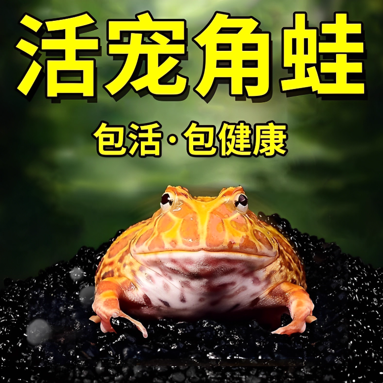 【直播间一号福利24小时开箱视频售后】角蛙活体宠物发财蛙黄金绿蛙