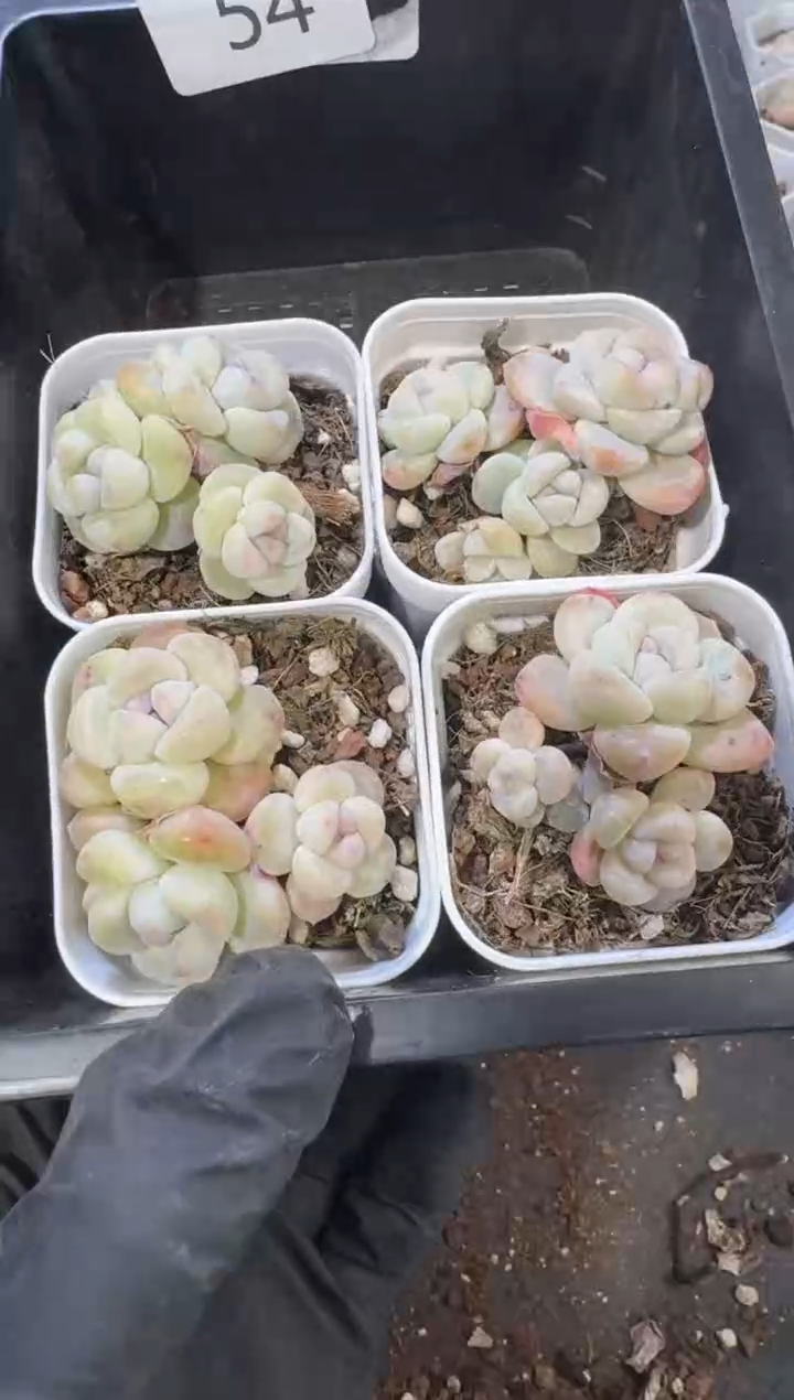 【闪购商品】54号到手1框江北多肉一物一拍