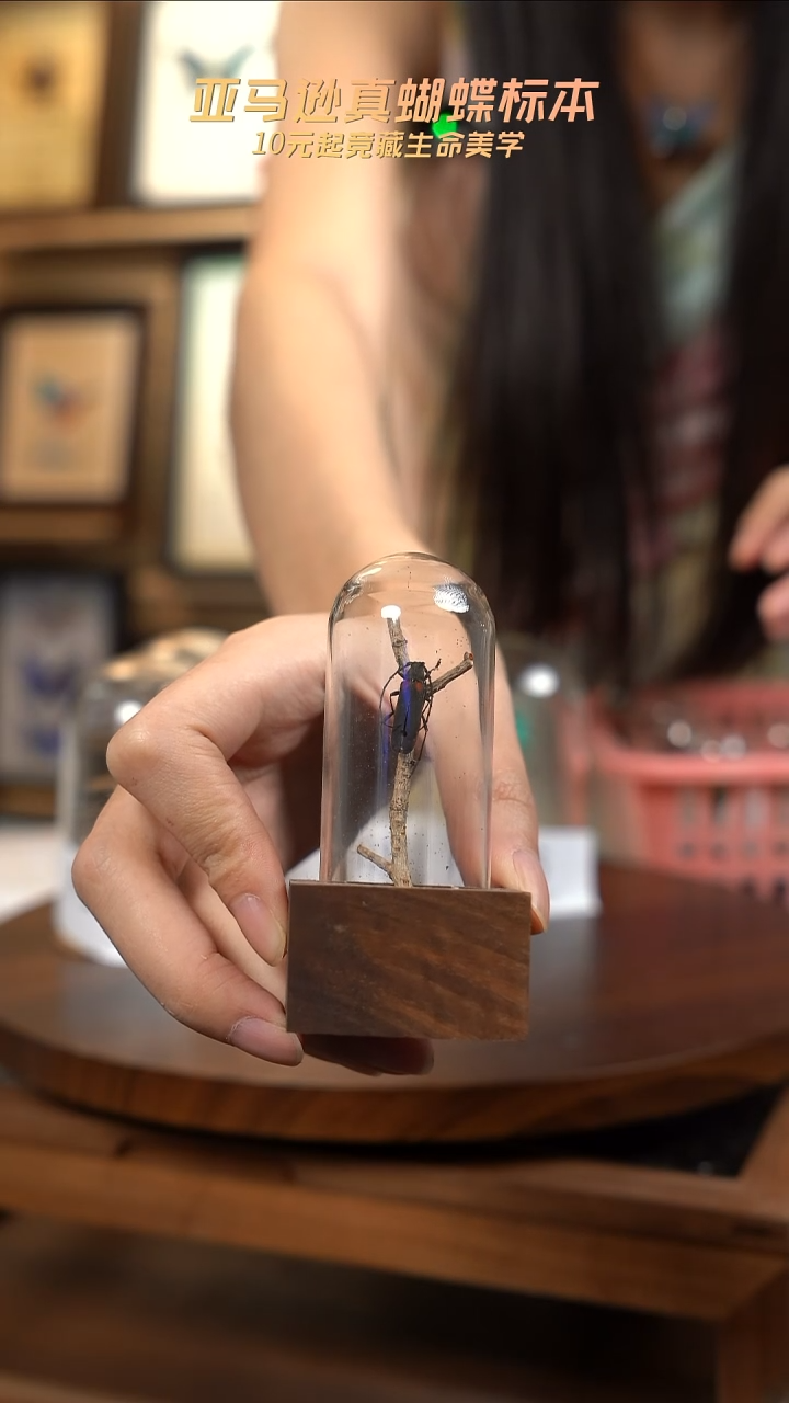 昆虫标本摆件一口价f17