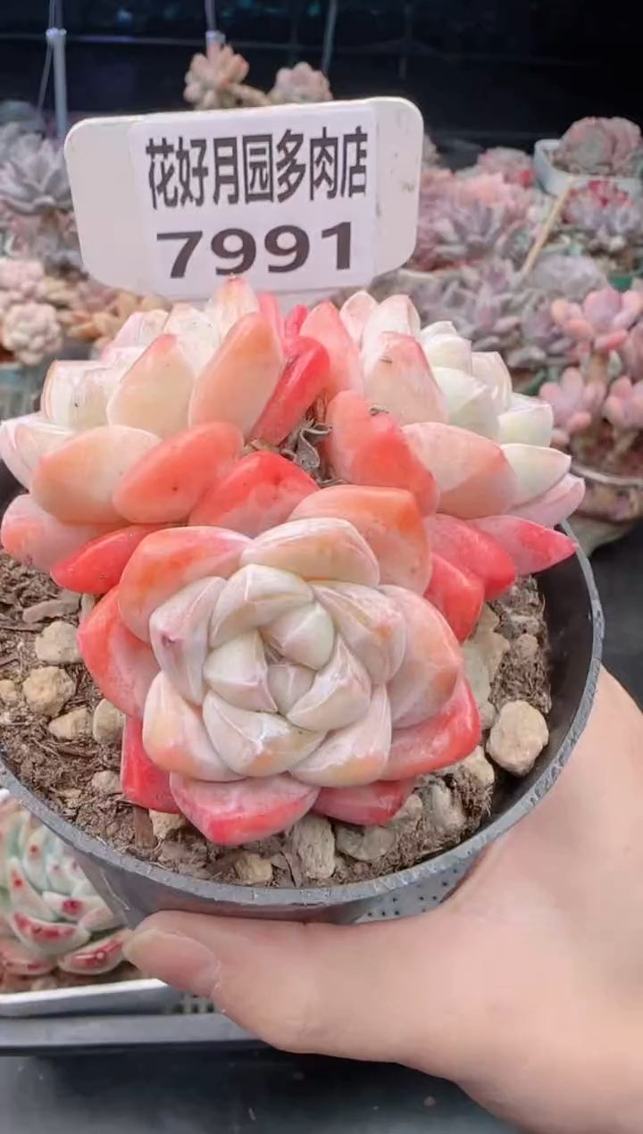 【闪购商品】7991冰玉