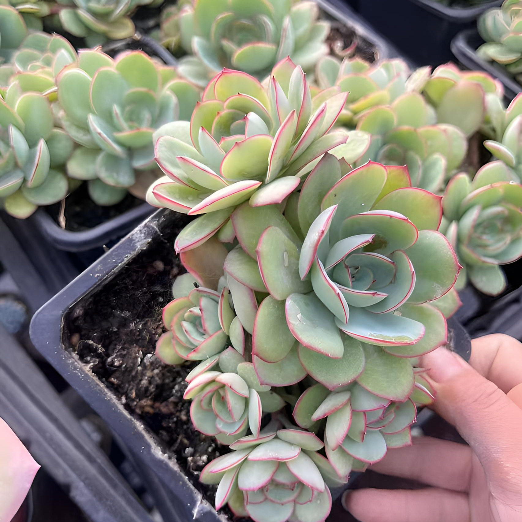 12月18日401-500号昆明大全多肉基地一物一拍直播满18包邮