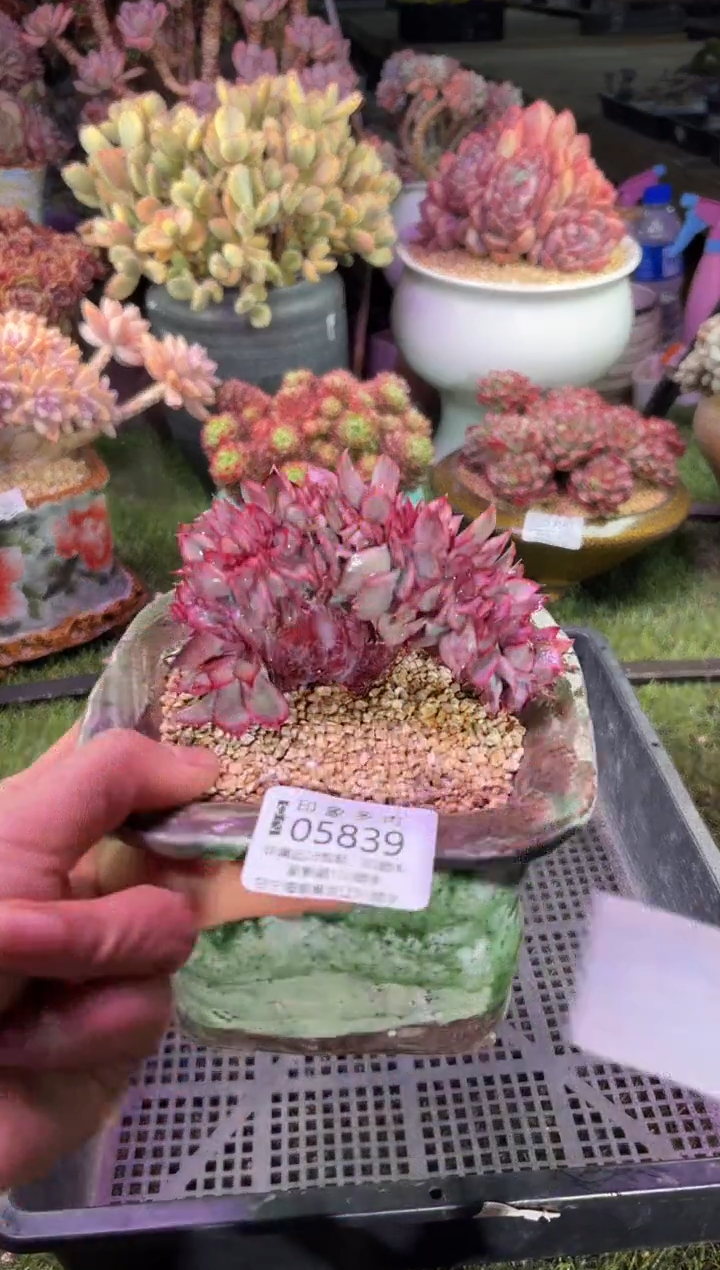 【闪购商品】05839