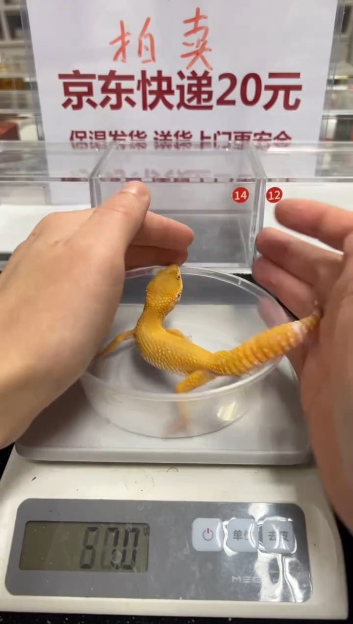 豹纹守宫0000000000000