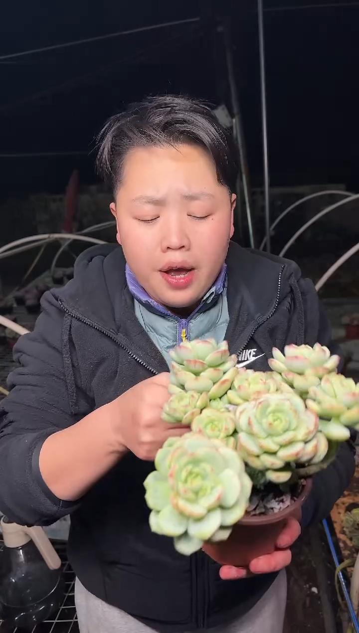 香草多头3.55   