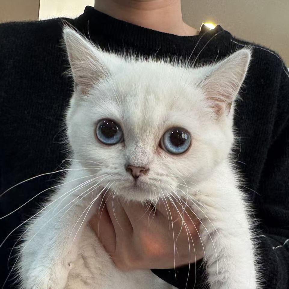 来了姊妹-银点英短猫 妹妹 46