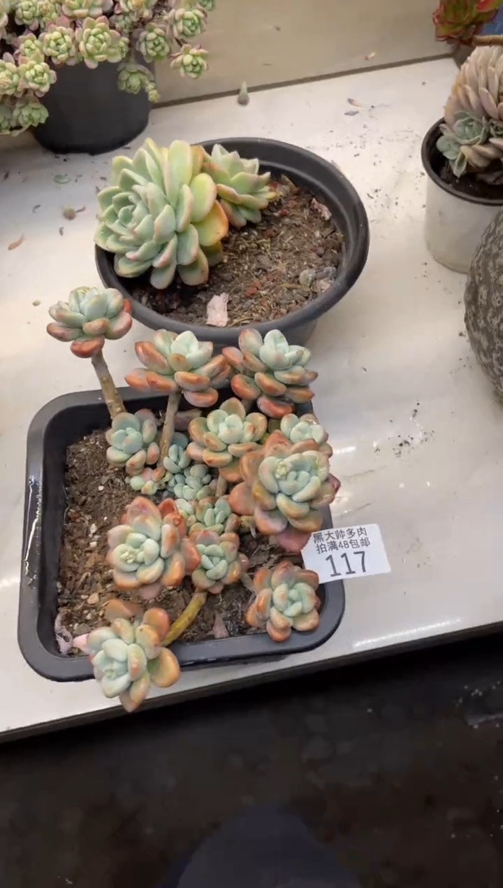 【闪购商品】117洛神