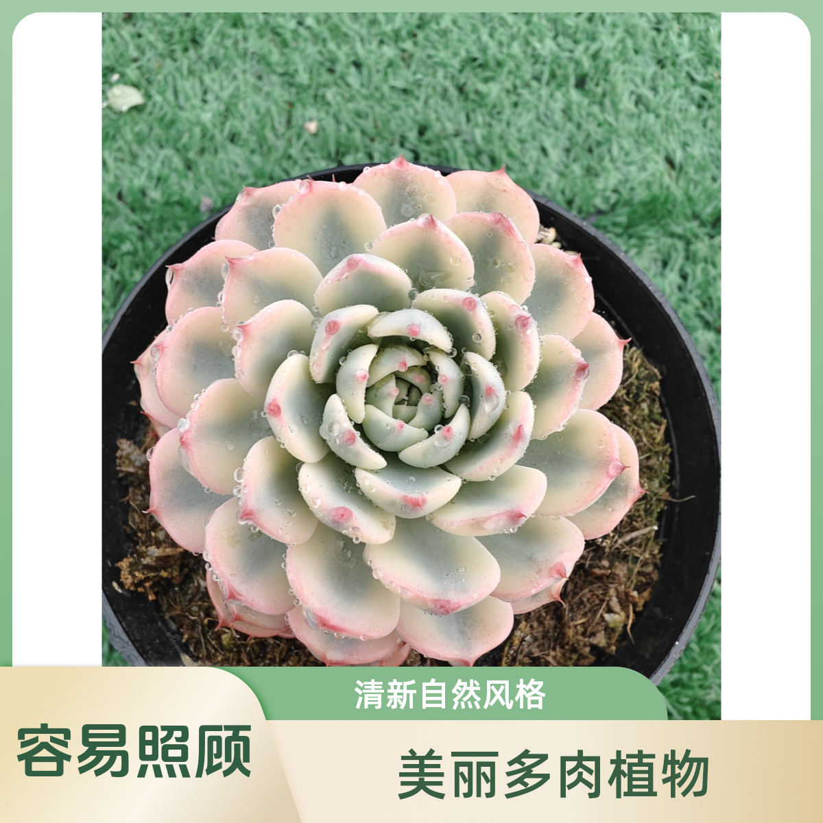 精品多肉裸根上盆批发1号链接