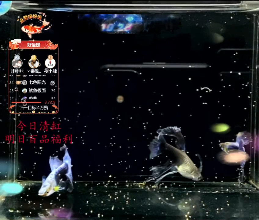 孔雀鱼蓝礼服绣球亚成种鱼体验1对加备损