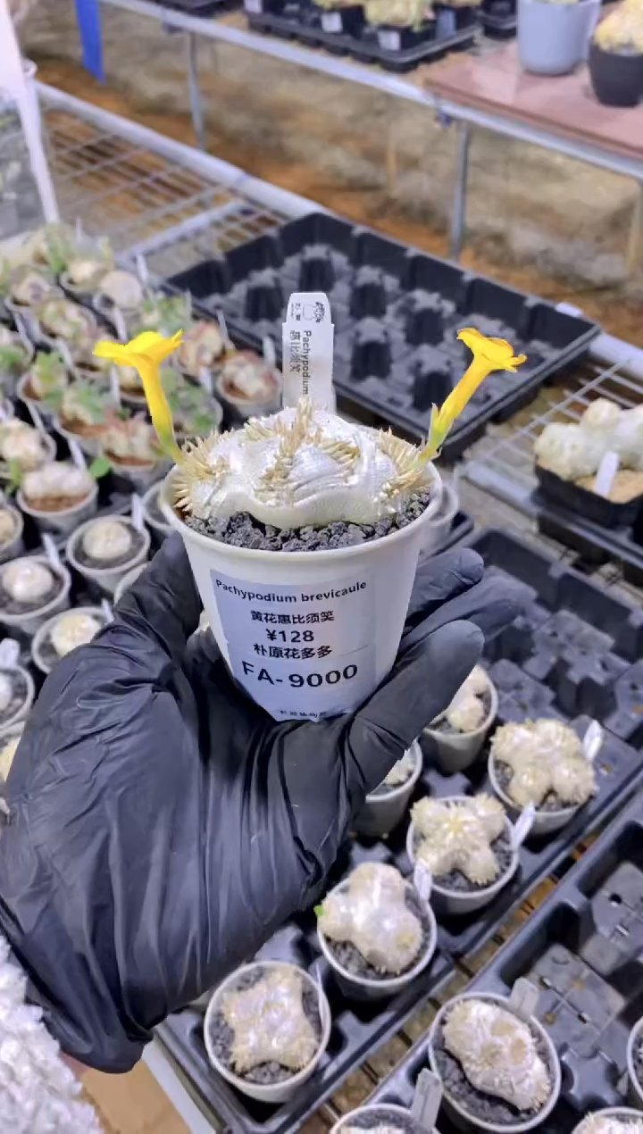 【闪购商品】惠比须笑FA-9000