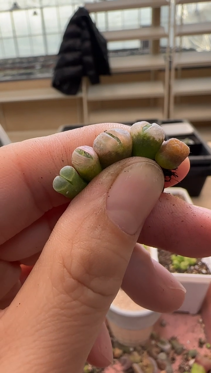 【闪购商品】13-272