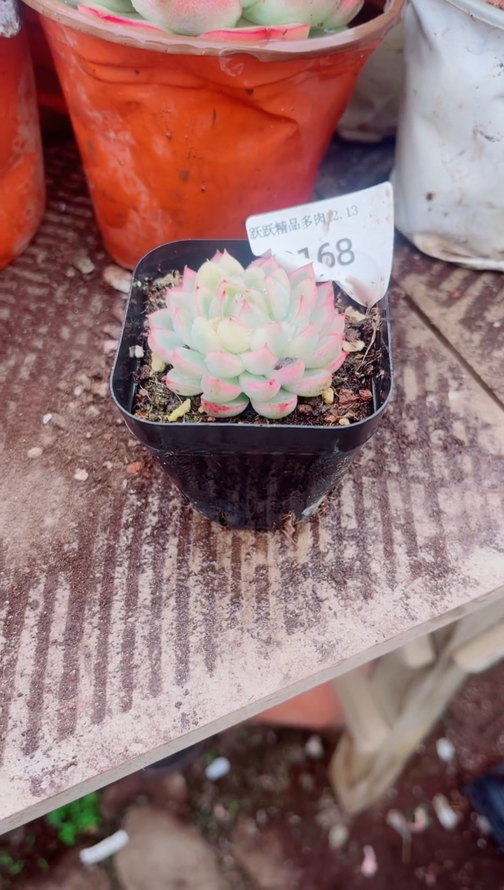 小****8跃跃精品多肉13168