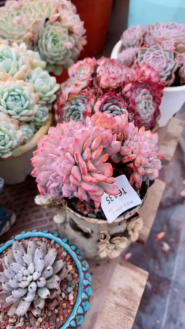 【闪购商品】16135