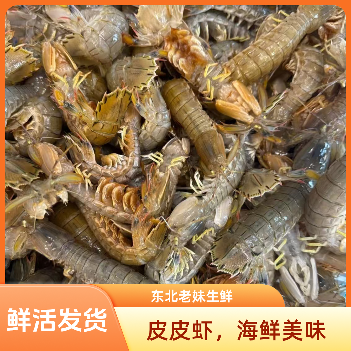 渤海湾本海虾爬子 皮皮虾鲜活顺丰发货（保鲜保肥不保活）