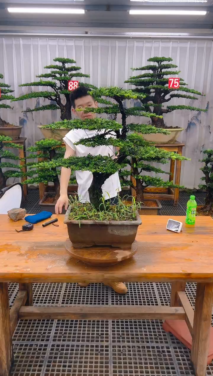 无花朵程*?精品盆景直播间一物一拍