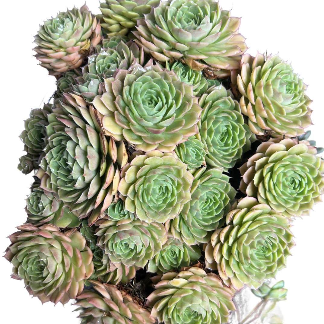 （特大昂斯诺）整装老桩飘枝盆栽盆景多肉