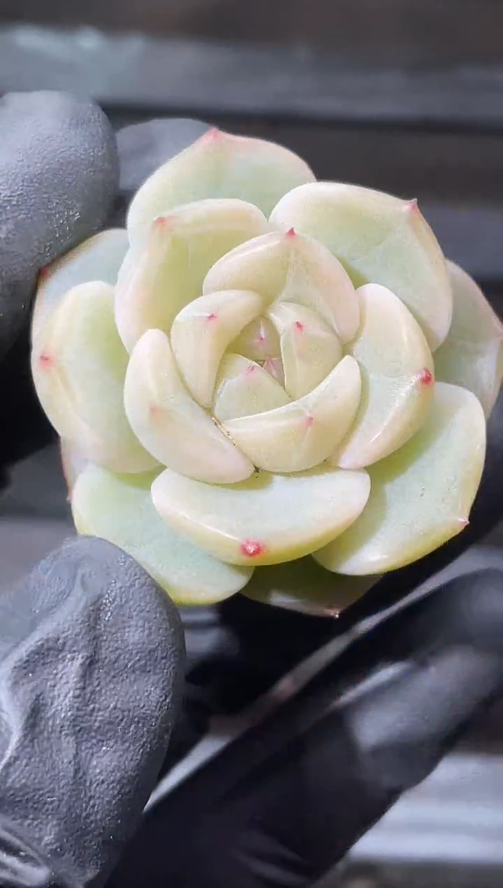 23-76 蜜系3-4厘米量拍发一颗