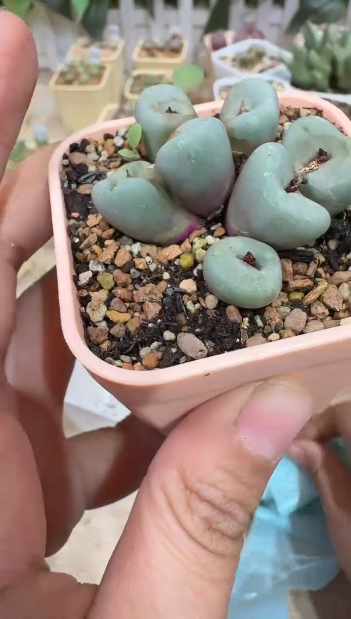 开***家28-383多肉植物肉锥SE