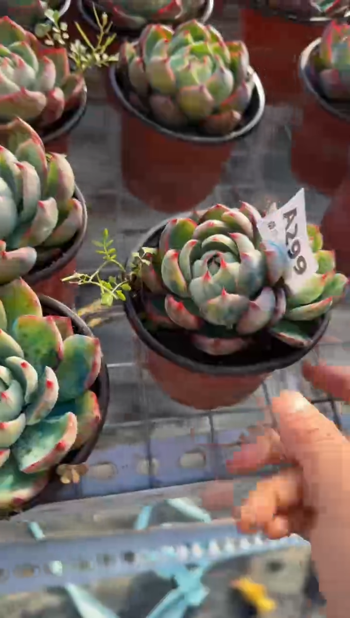 【闪购商品】A299惊鸿仙子（裸根发货）（不包整）