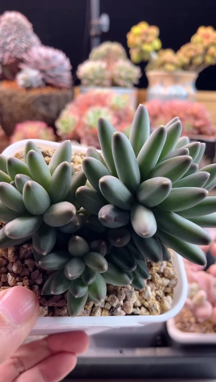 【闪购商品】1.16-13伊卡鲁斯