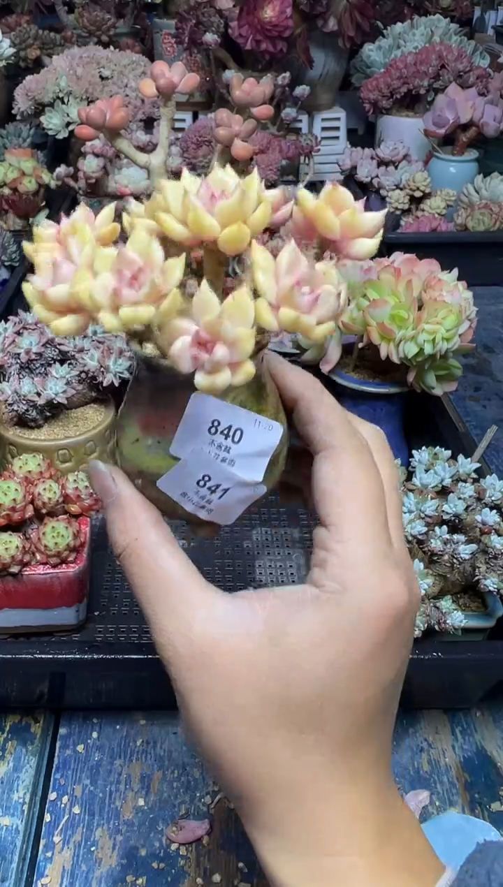 喜**洋841           花盆