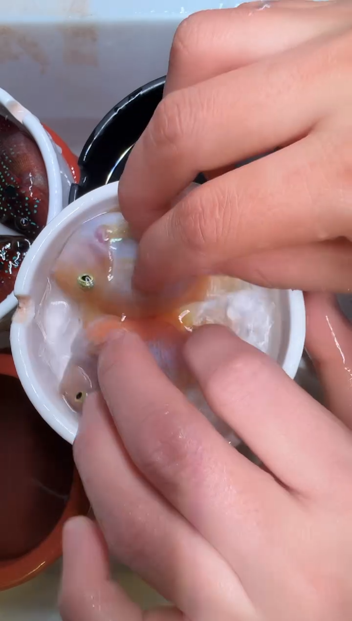 鹦鹉鱼一对胭脂粉