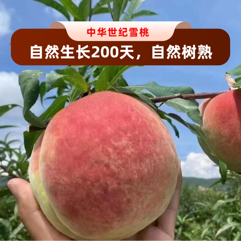 【顺丰包邮】【宴会用桃】大凉山高原雪桃新鲜脆桃大桃子寿桃蜜桃冬桃