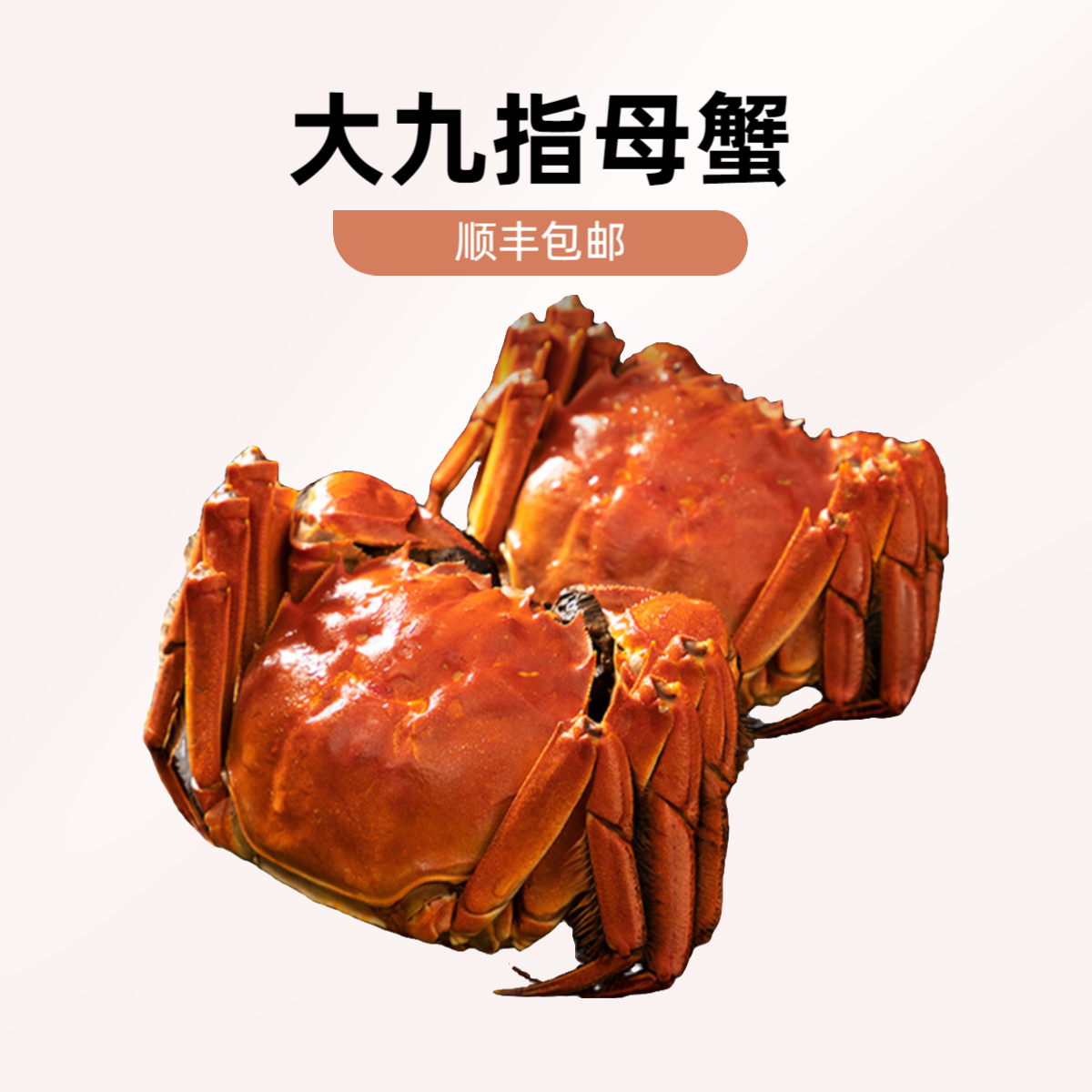 【母】大九指活蟹臻选大闸蟹全母蟹6只3两起母蟹顺丰包邮死蟹包赔
