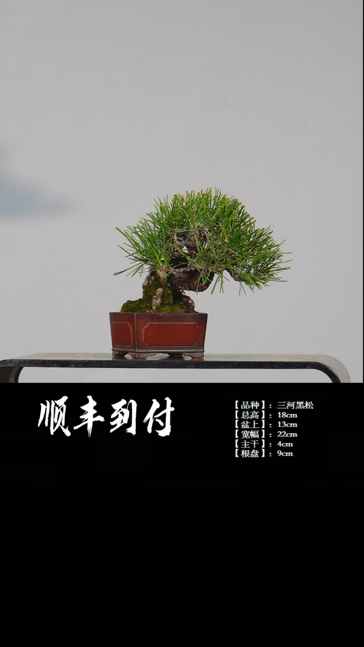 【闪购商品】·c953三河黑松bubaoyou