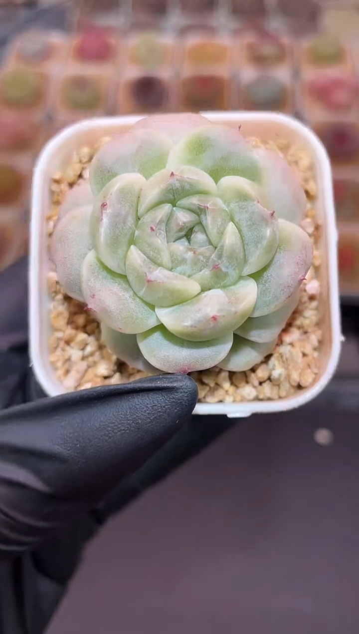 闪购823 大殿下多肉一颗  3.8-4厘米