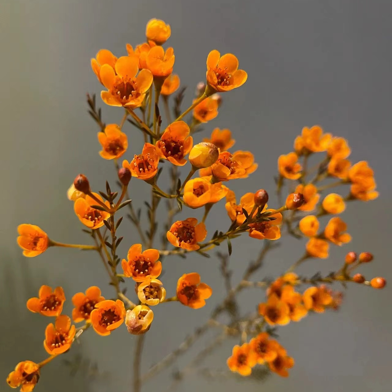 套餐15橙腊梅一小把+稀有芙蓉康乃馨10支+吸色黄色单瓣紫罗兰一把