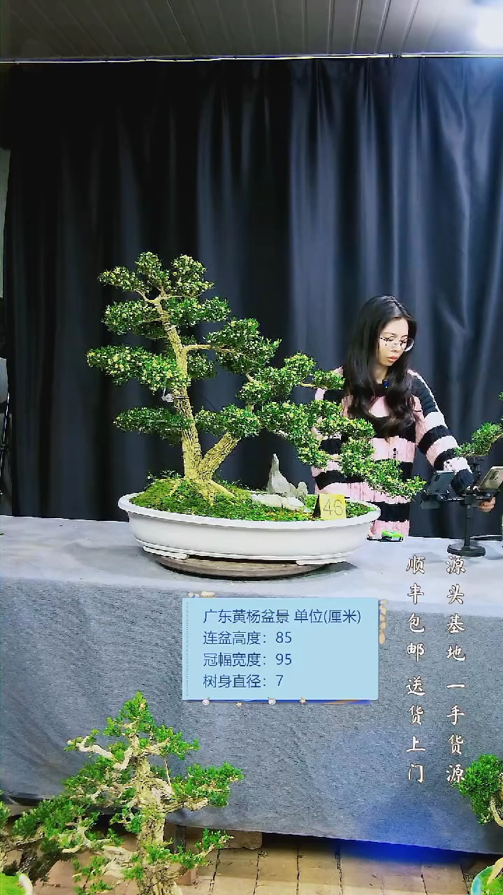 【闪购商品】黄杨盆景黄杨盆景