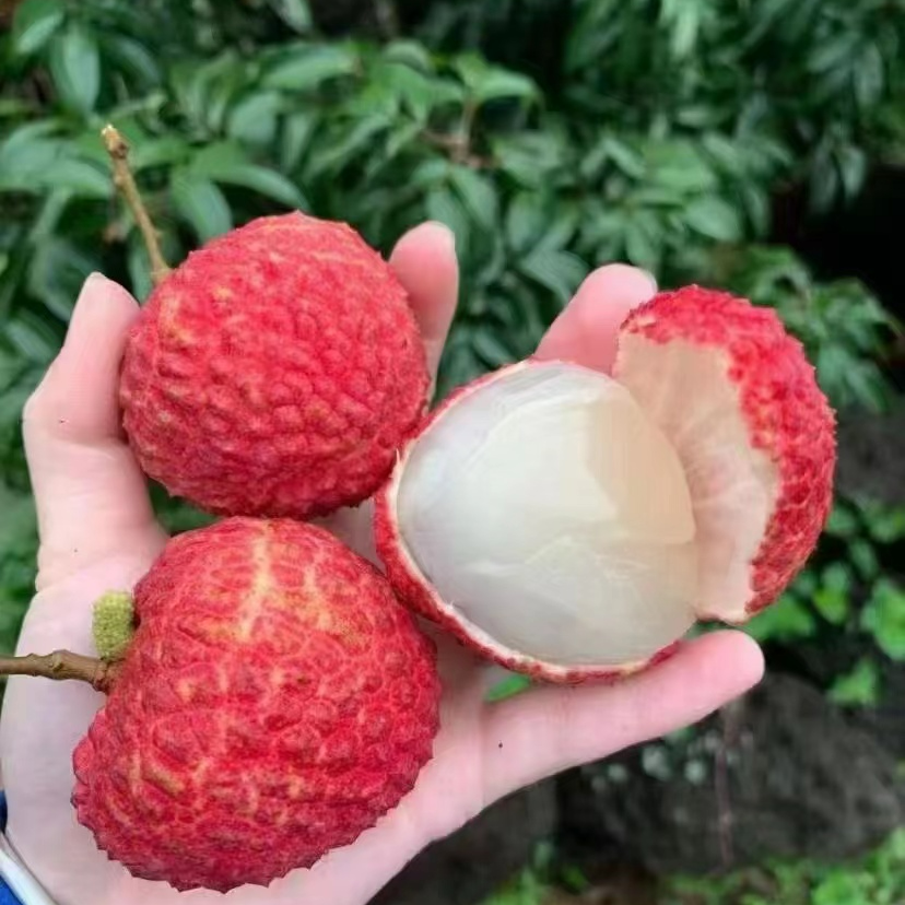 顺丰明天到，海南火山岩荔枝王一箱2.5斤左右大核荔枝同城送新鲜