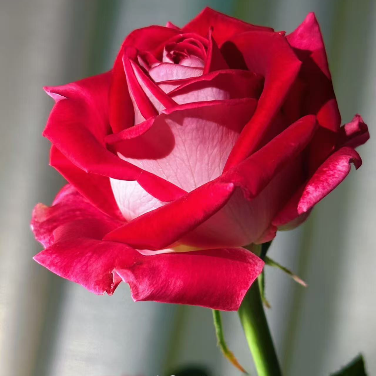 【情书】月季灌木大花浓香切花玫瑰庭院阳台盆栽四季开花