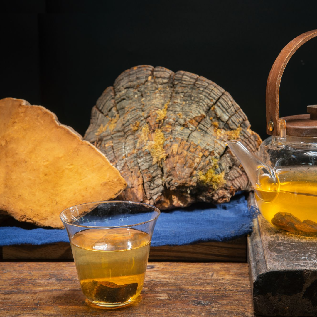 西藏桑树桑黄500g正品西藏自治区林芝桑树桑黄