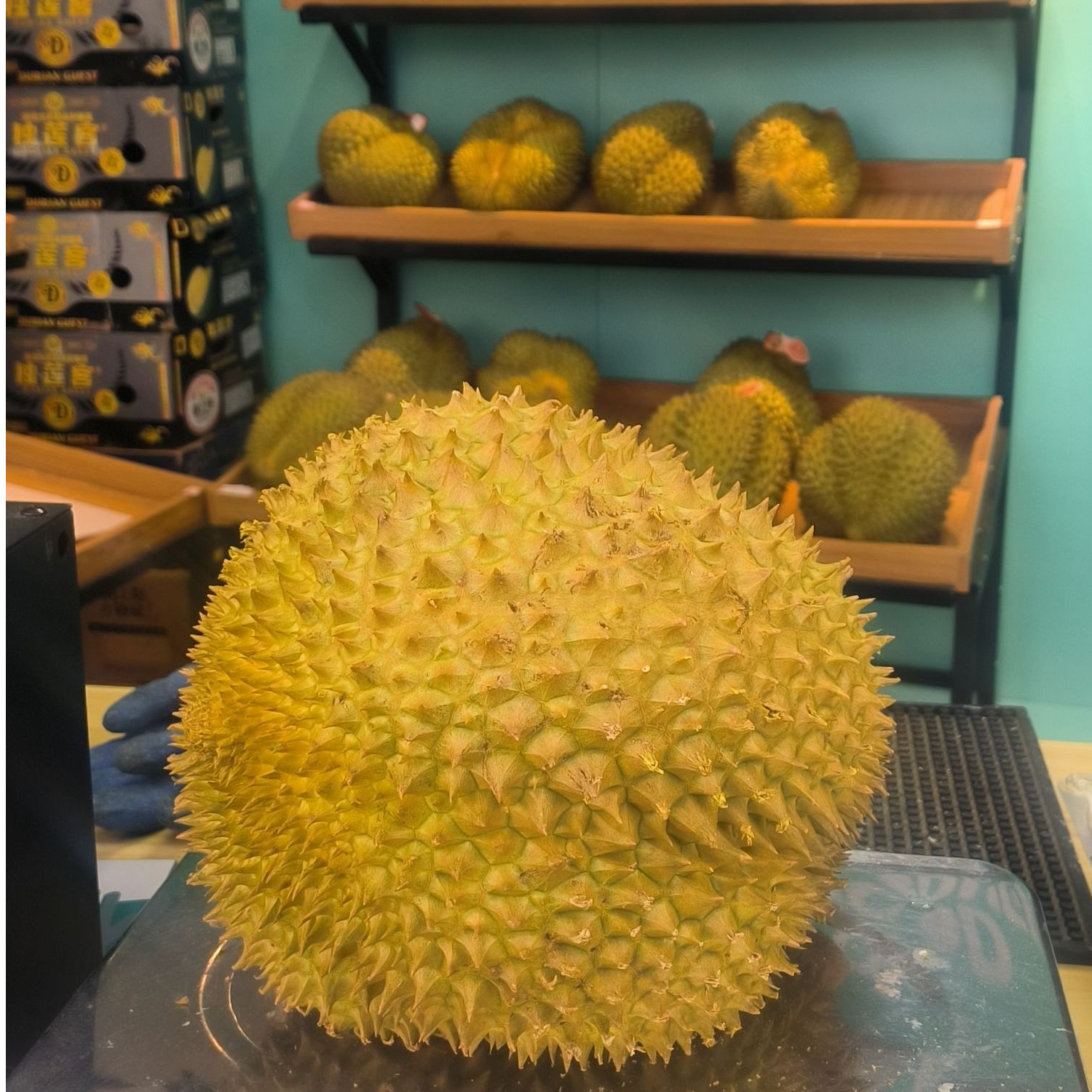 芝麻象严选泰国空运飞行员金枕鲜榴莲整果一果一重核小金枕泰国